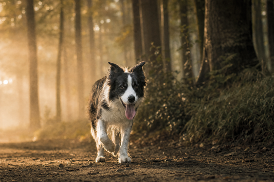Border collie trotting along a woodland path at golden hour
