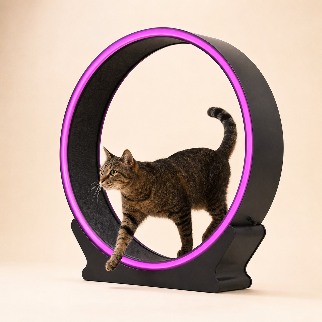 Cat Exercise Wheel