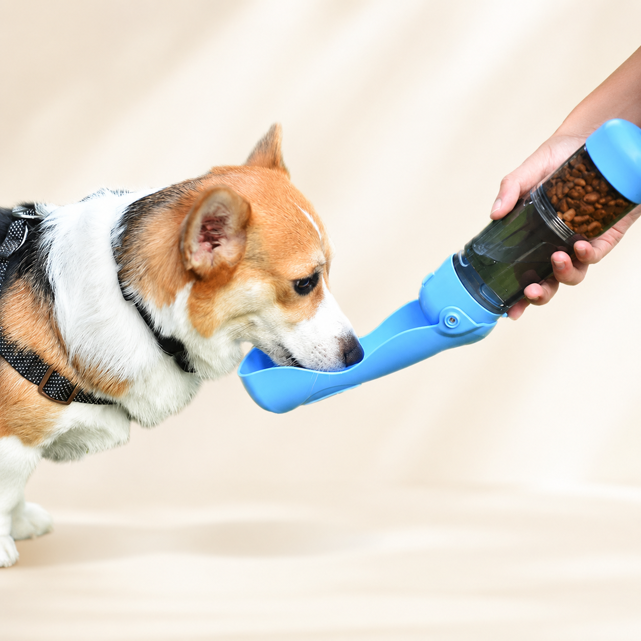 Corgi drinking from 3-in-1 portable dog water bottle