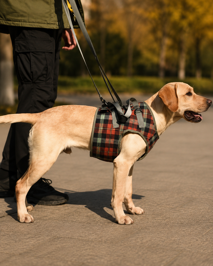 Dog wearing lift harness on a walk